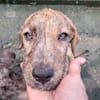 MARGARITA, chiot femelle croisée