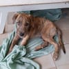 MARGARITA, chiot femelle croisée