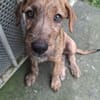 MARGARITA, chiot femelle croisée