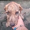 MARGARITA, chiot femelle croisée