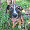 YUKI, chiot Berger Créole mâle