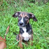 YUKI, chiot Berger Créole mâle