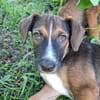 YUKI, chiot Berger Créole mâle