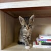 GRIZ, chaton mâle européen