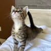 GRIZ, chaton mâle européen