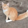 HORUS, chat junior mâle type européen
