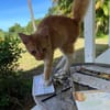 HORUS, chat junior mâle type européen