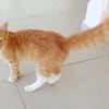 HORUS, chat junior mâle type européen