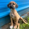 🐾 À L’ADOPTION – MOWGLY, un petit cœur à croquer ! 🐾