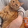 Garfield: gesellig intelligent verspielt