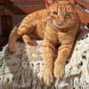 Garfield: gesellig intelligent verspielt