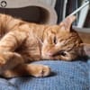 Garfield: gesellig intelligent verspielt
