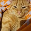 Garfield: gesellig intelligent verspielt