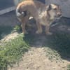 Chester, kleiner Hundemann ganz groß