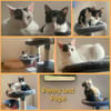 Penny und Pepe suchen ein Zuhause