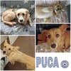 PUCA -lebensfroh, verspielt & anhänglich