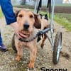 Rollt Snoopy ins Hundeglück?