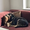 Axel - sanfter Familienhund