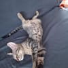 💙 Louis sucht sein Für-Immer-Zuhause 🐾