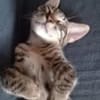 💙 Louis sucht sein Für-Immer-Zuhause 🐾