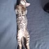 💙 Louis sucht sein Für-Immer-Zuhause 🐾