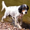 Ben - aktives Zuhause gesucht