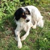 Ben - aktives Zuhause gesucht