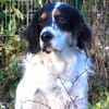 Ben - aktives Zuhause gesucht