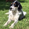Ben - aktives Zuhause gesucht