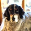 Ben - aktives Zuhause gesucht