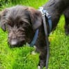 Zuhause gesucht für Mino 🐾
