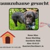 Zuhause gesucht für Mino 🐾
