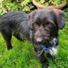 Zuhause gesucht für Mino 🐾