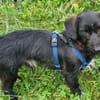 Zuhause gesucht für Mino 🐾