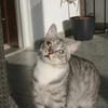 Moody -1 Jahr- FelV+ -Blind- verspielt