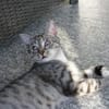 Moody -1 Jahr- FelV+ -Blind- verspielt