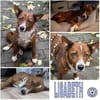 LISABETH -toller Familienhund-