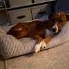 LISABETH -toller Familienhund-