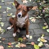 LISABETH -toller Familienhund-