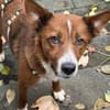 LISABETH -toller Familienhund-