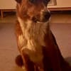 LISABETH -toller Familienhund-