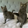 Fairy & Caillou suchen ein neues Zuhause