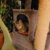 Kater Akari sucht sein Zuhause