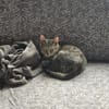 Kater Akari sucht sein Zuhause
