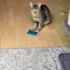 Kater Akari sucht sein Zuhause