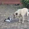 Foxy, kinder- und katzenlieb, zauberhaft