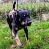 Toller Junghund Cooper 10 Monate jung