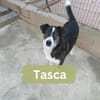 TASCA, w., kastr., Mischling, ca. 65 cm