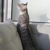 Fury - 1 Jahr alt- Blind -FelV+verspielt