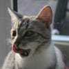 Fury - 1 Jahr alt- Blind -FelV+verspielt